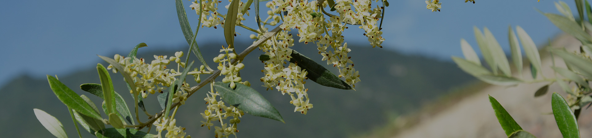 種植優勢內頁大圖